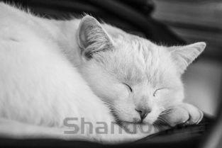 猫咪晚上突然吐白沫一直吧唧嘴该咋整?