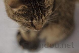 猫咪晚上突然吐白沫一直吧唧嘴该咋整?