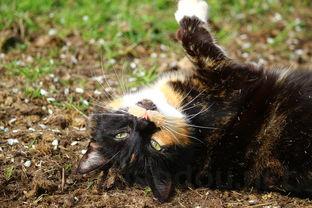 猫咪晚上突然爪子肿了是什么原因导致的?要怎么弄?