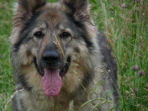 狗狗身上出现红斑掉毛是咋回事?怎么弄会好?